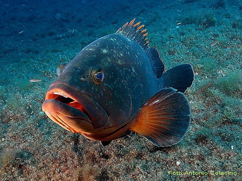 AAARJPEG Epinephelus marginatus.jpg